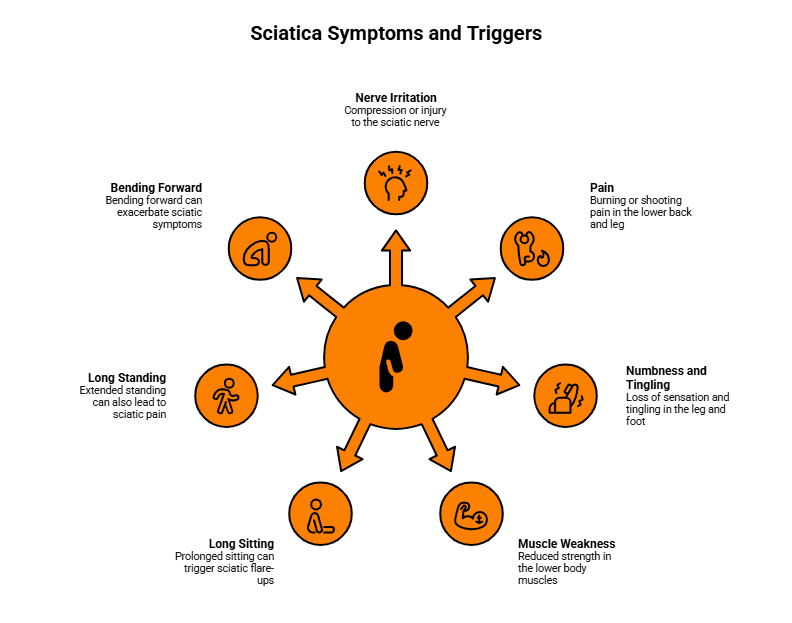 Sciatica symptoms and triggers infographic showing pain, numbness, muscle weakness, long sitting, standing, and bending forward